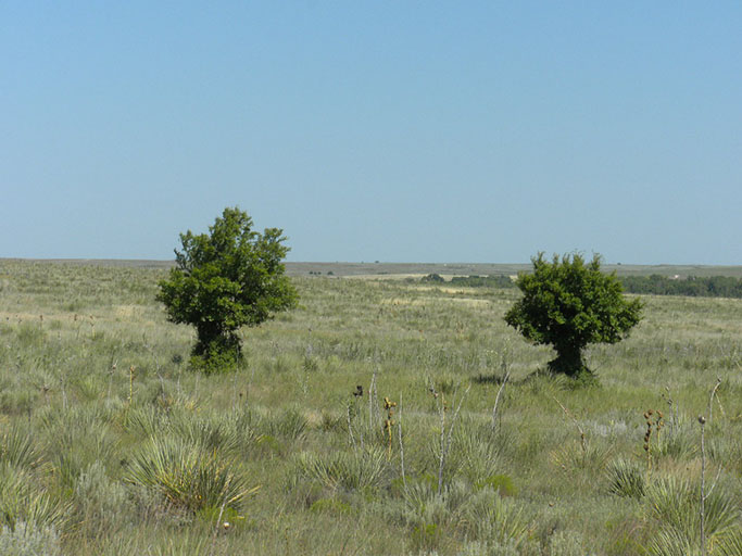 A field with a browse line caused by deer.