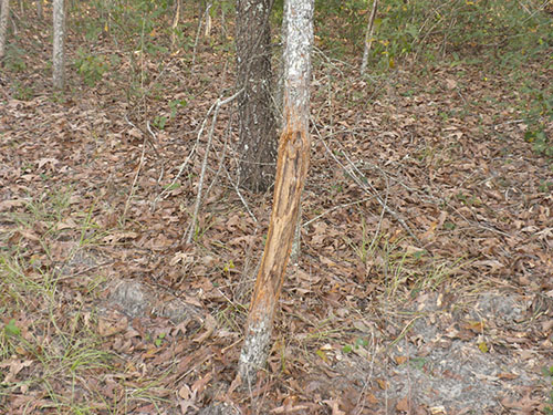 A tree with evidence of deer damage.
