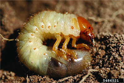 May-June Beetle Larva