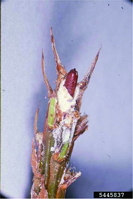 Pine Tip Moth (larvae)