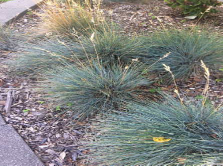 Ornamental Grasses and Grass-Like Plants for Oklahoma | Oklahoma State ...