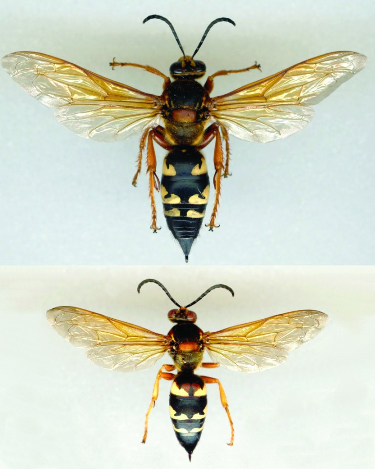 Male and female cicada killer Sphecius speciosus.