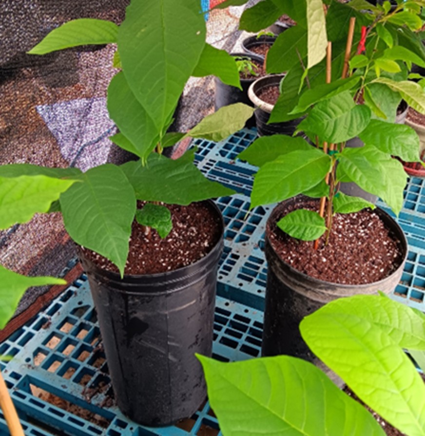 Two black plastic pots containing small green plants.
