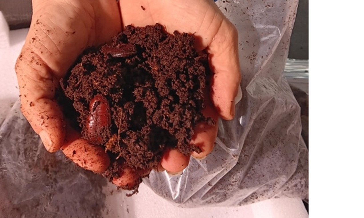 Two hands holding dark potting soil with two seeds nestled inside the dirt.