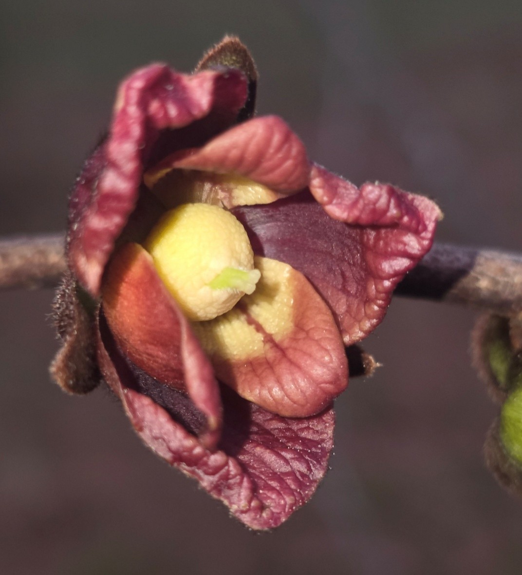 The flower has thick, wrinkled petals with a textured appearance and a pale yellow center structure.
