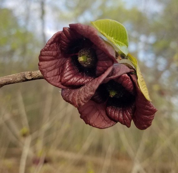 Two dark maroon, bell-shaped flowers growing on a woody branch. The flowers have deep ridges and a textured appearance, with dark centers and small green structures inside. Bright green leaves are attached near the blossoms.