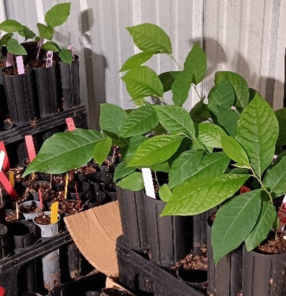 A shelf holding flower pots of various sizes containing pawpaw plants at different stages of growth.