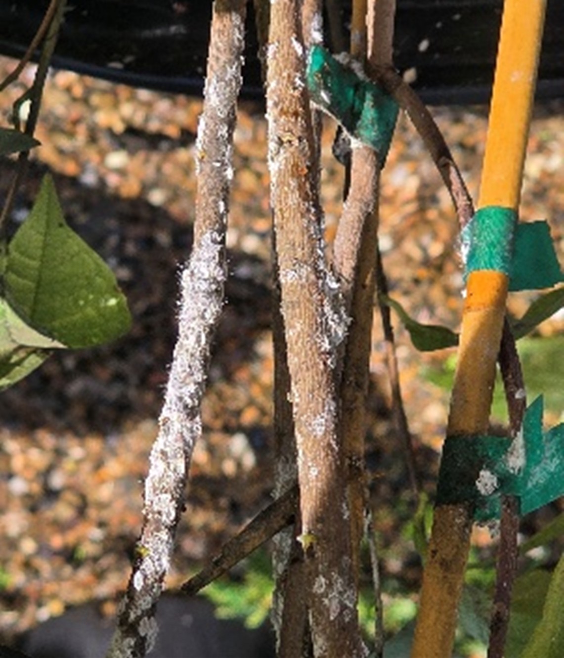 Small branches with a white powdery substance on them and green tape wrapped around certain areas.