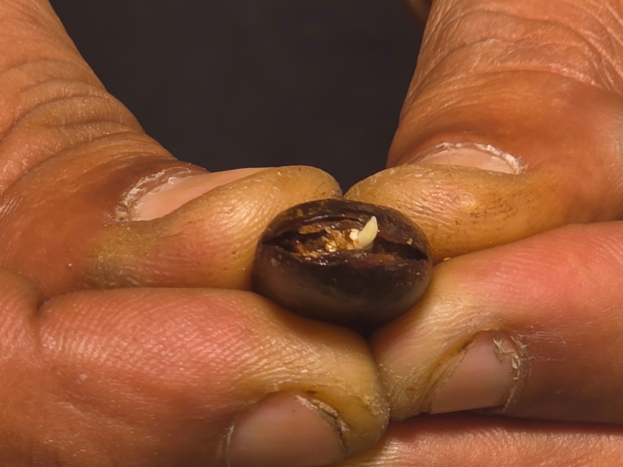 A close-up of two hands holding a single seed.