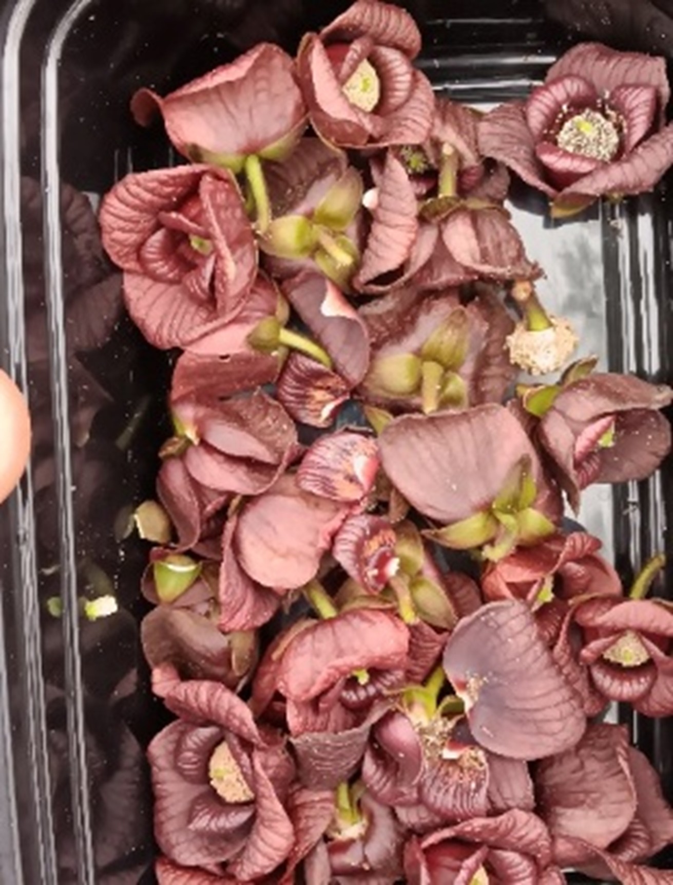 A container filled with cut pawpaw flower heads.