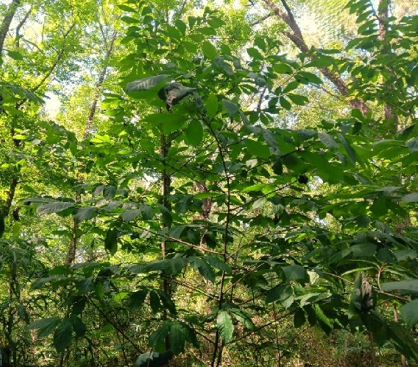 A forest filled with many small trees with thin branches covered in green leaves.