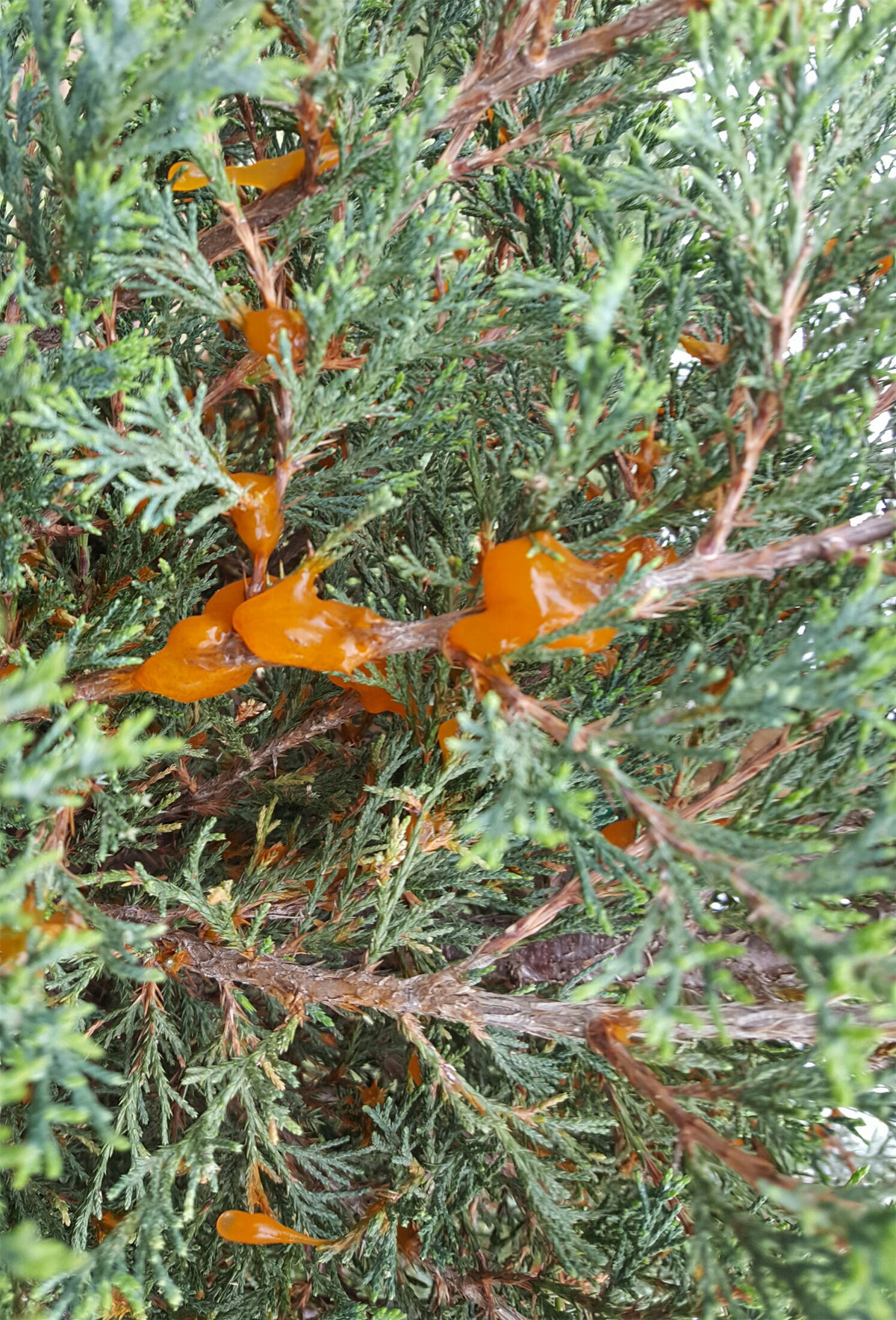 Cedar-hawthorn rust is present in early spring Cedar-hawthorn rust is present in early spring
