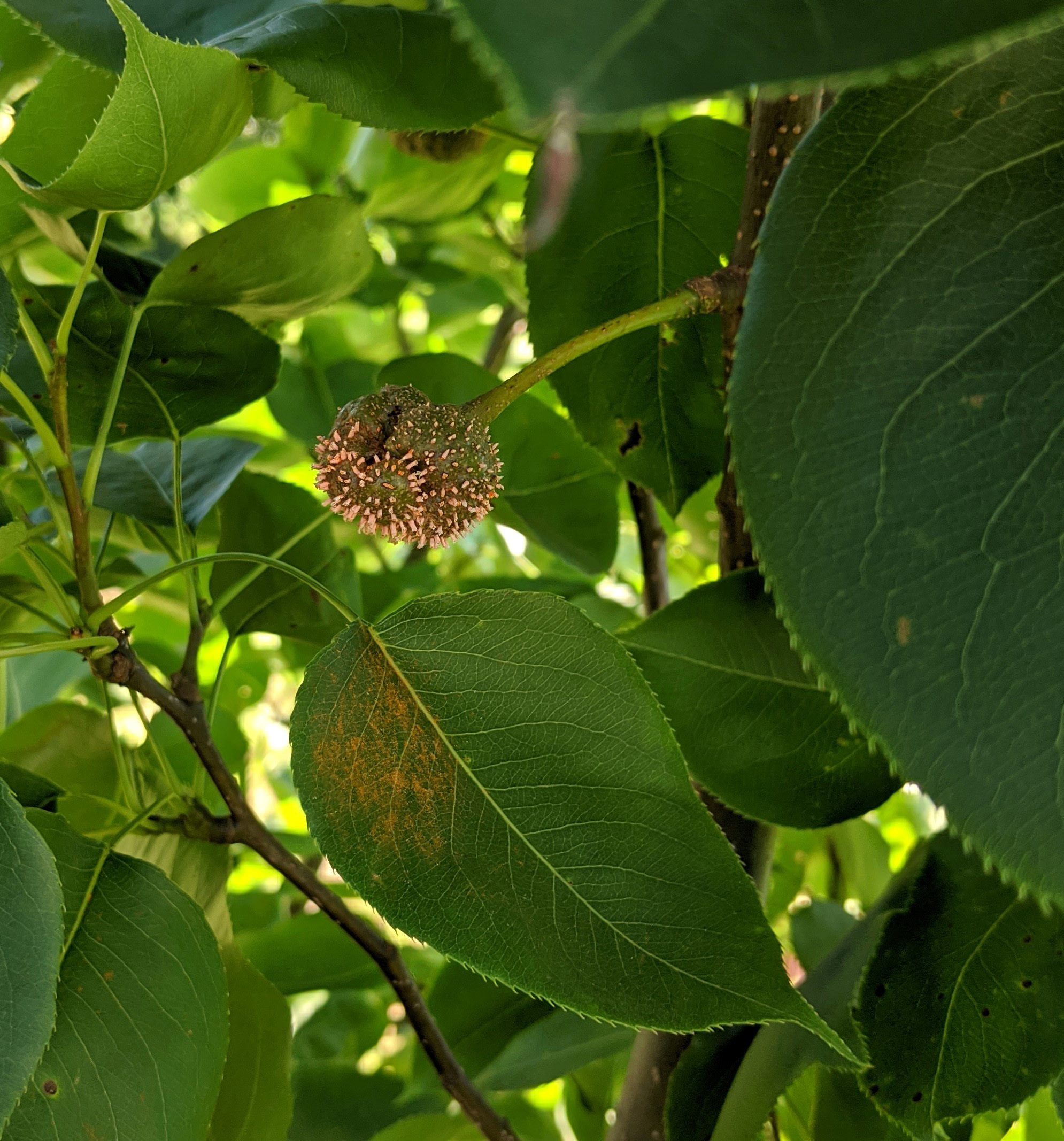 A rust-infected Asian pear fruit is releasing spores