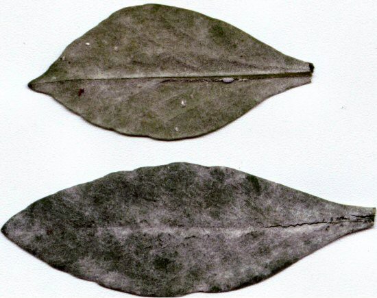 Upper and lower surface of lilac leaves covered with powdery mildew fungus.