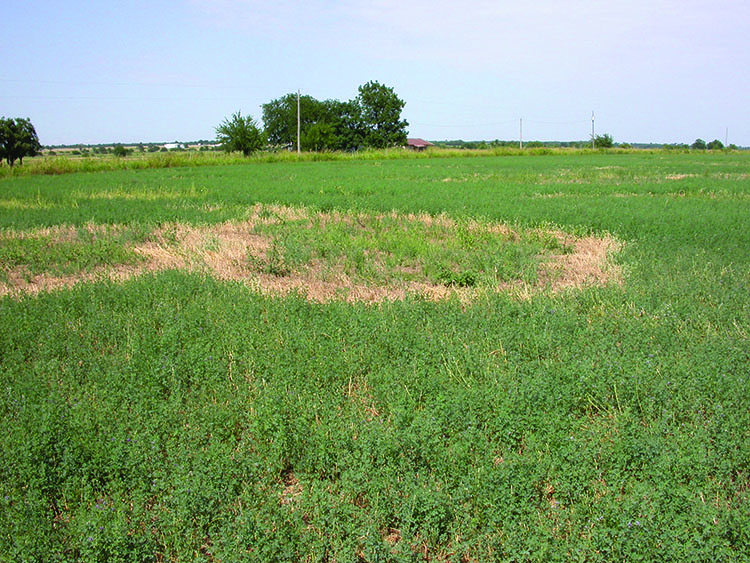 Circular area of alfalfa killed by Phymatotrichum root rot.