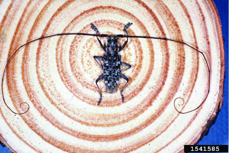 A southern pine sawyer beetle.