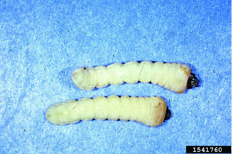 Two southern pine sawyer larvae.