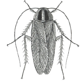 An illustration of a cockroach.