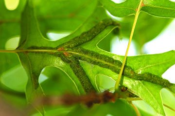 Vein pocket gall on a pin oak leaf.