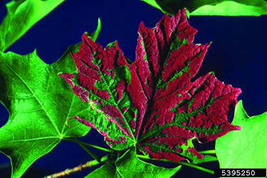 Crimson erineum gall on a sugar maple leaf surface.