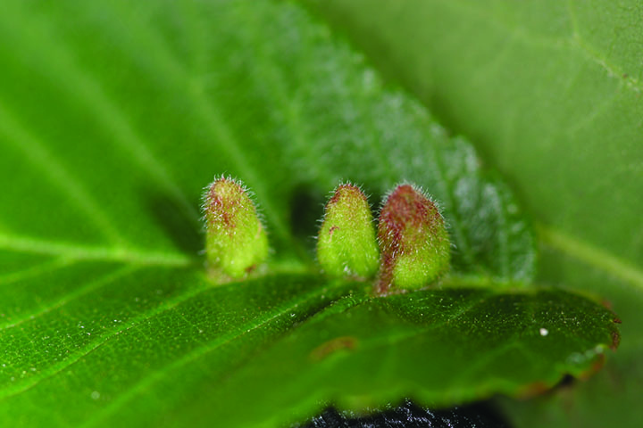 Elm finger gall on a leaf surface. 