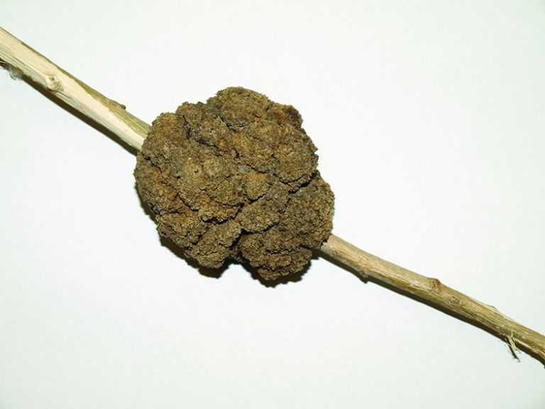Poplar bud gall on a bud. 