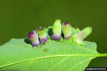 Hackberry nipple gall on the leaf.