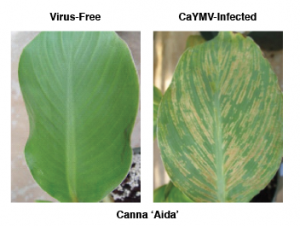 Virus free Canna and CaYMV Infected Canna