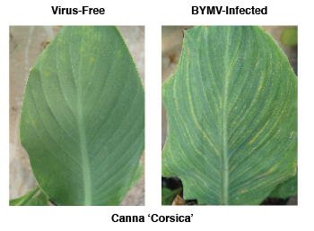 Virus free and BYMV-infected Canna 'Corsica' leaves