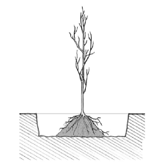 Process of planting bare root plants.