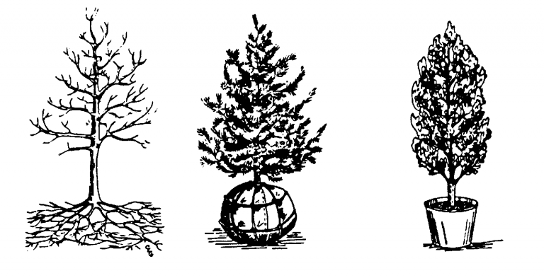 Three plants shown are Bare-Root, B&B, and Potted plants.
