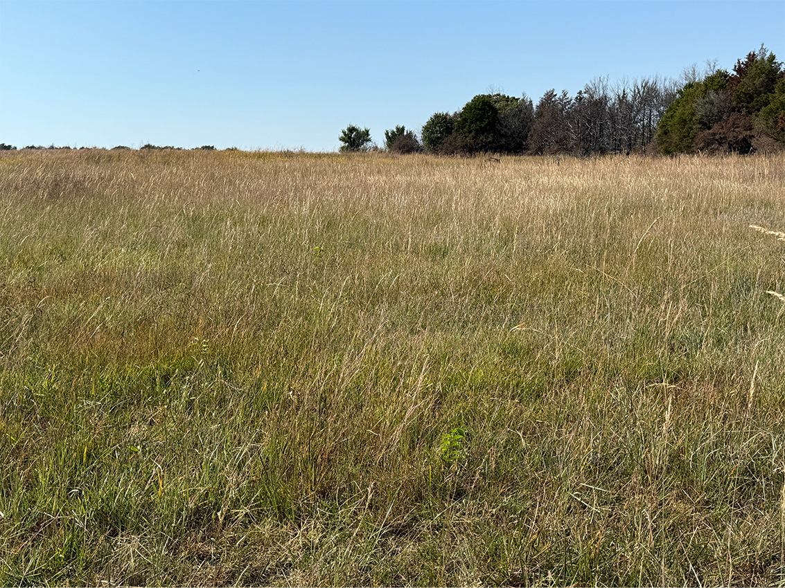 Open grounds of tall dry grass with a tree line under a clear blue sky at Green Haven Cemetery.