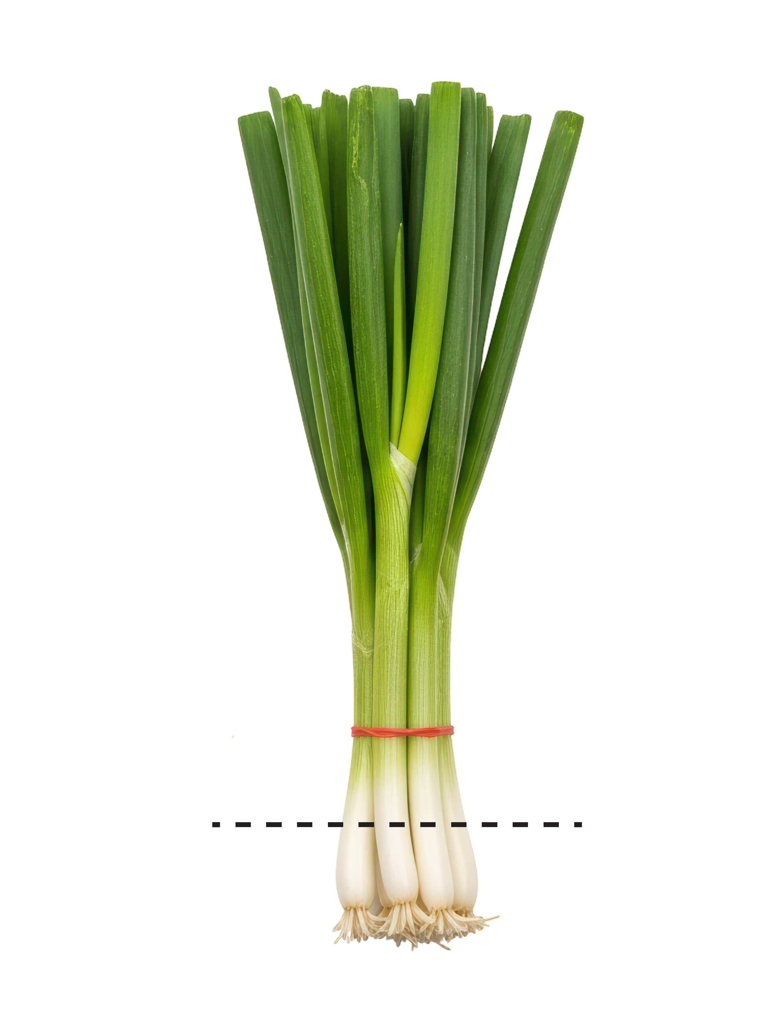 A stalk of green onions with a black dotted line across the bottom to indicate where to cut the green onions.