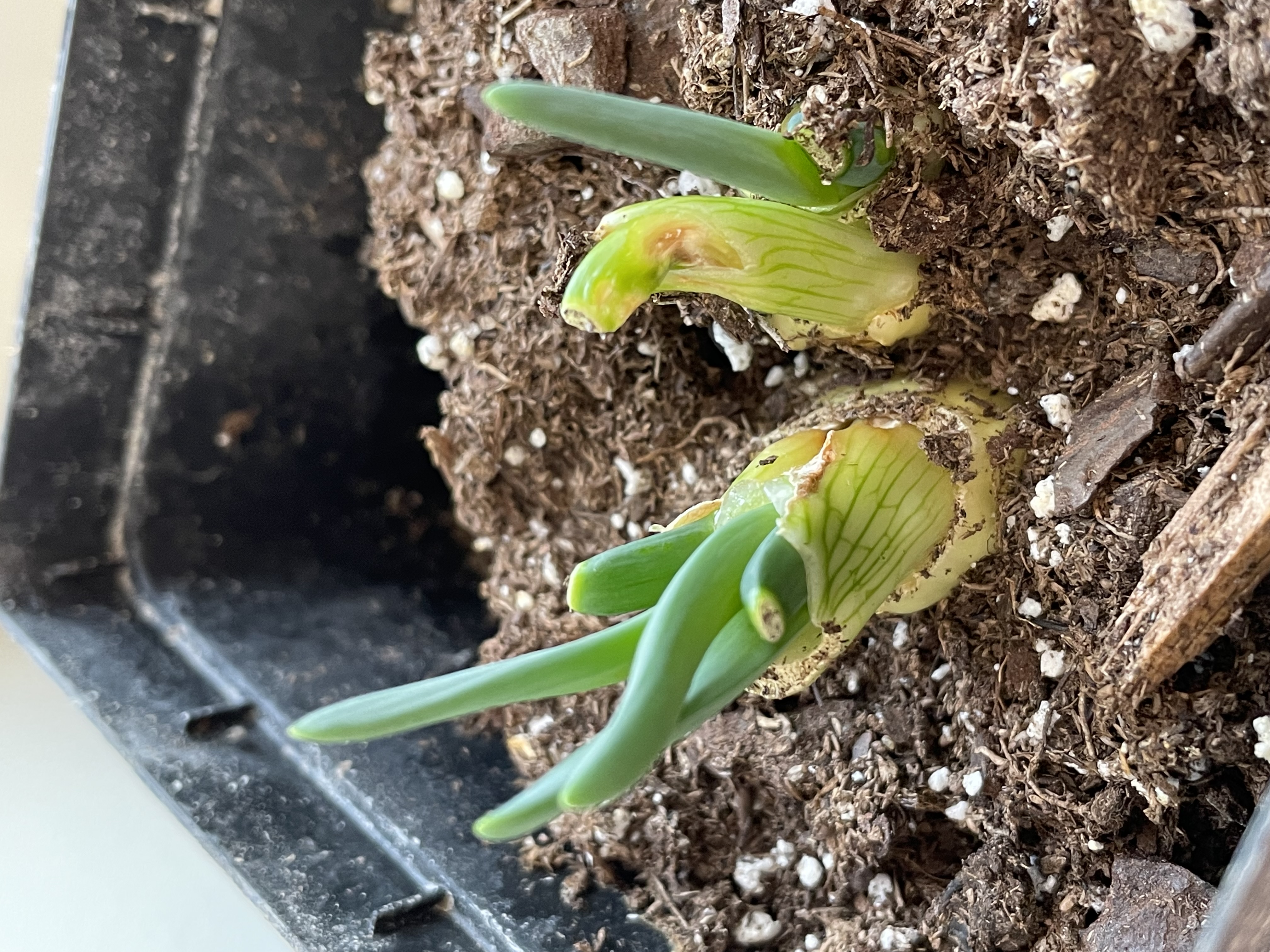 A black container with brown soil as two plants of green onions begin resprouting.