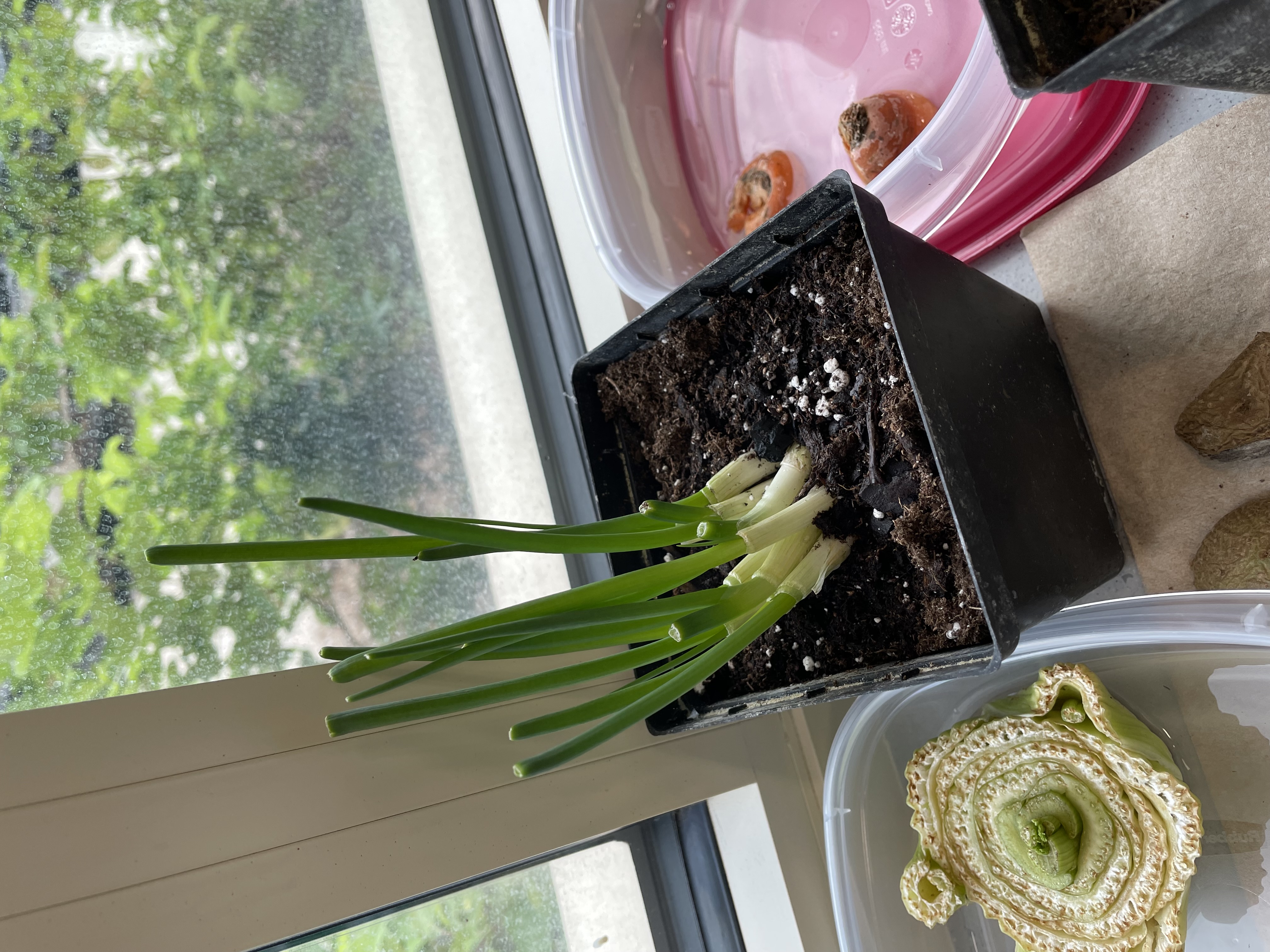 A black pot with brown soil that has stalks of green onions resprouting next to a window. 