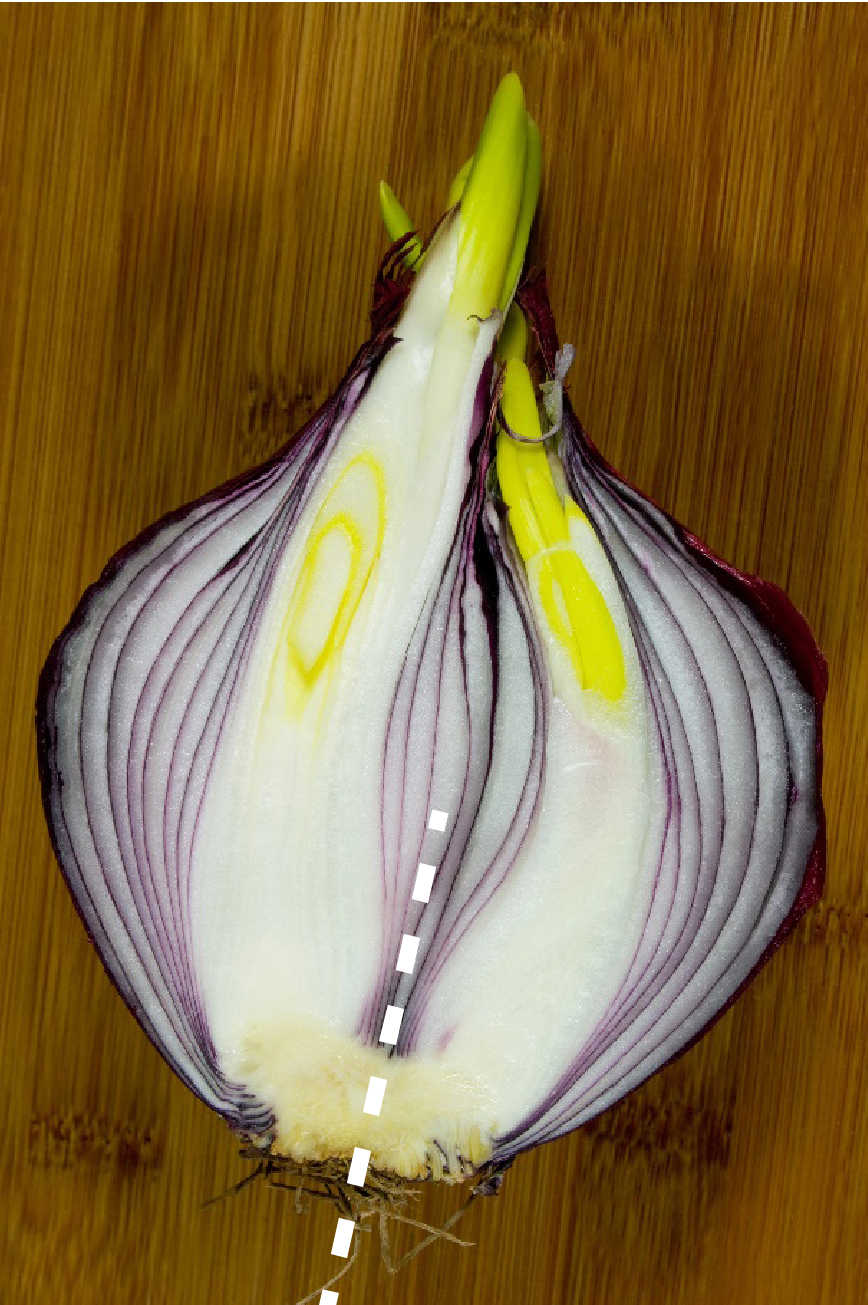 An onion split down the middle showing the inside of it with a white dotted line down the middle.