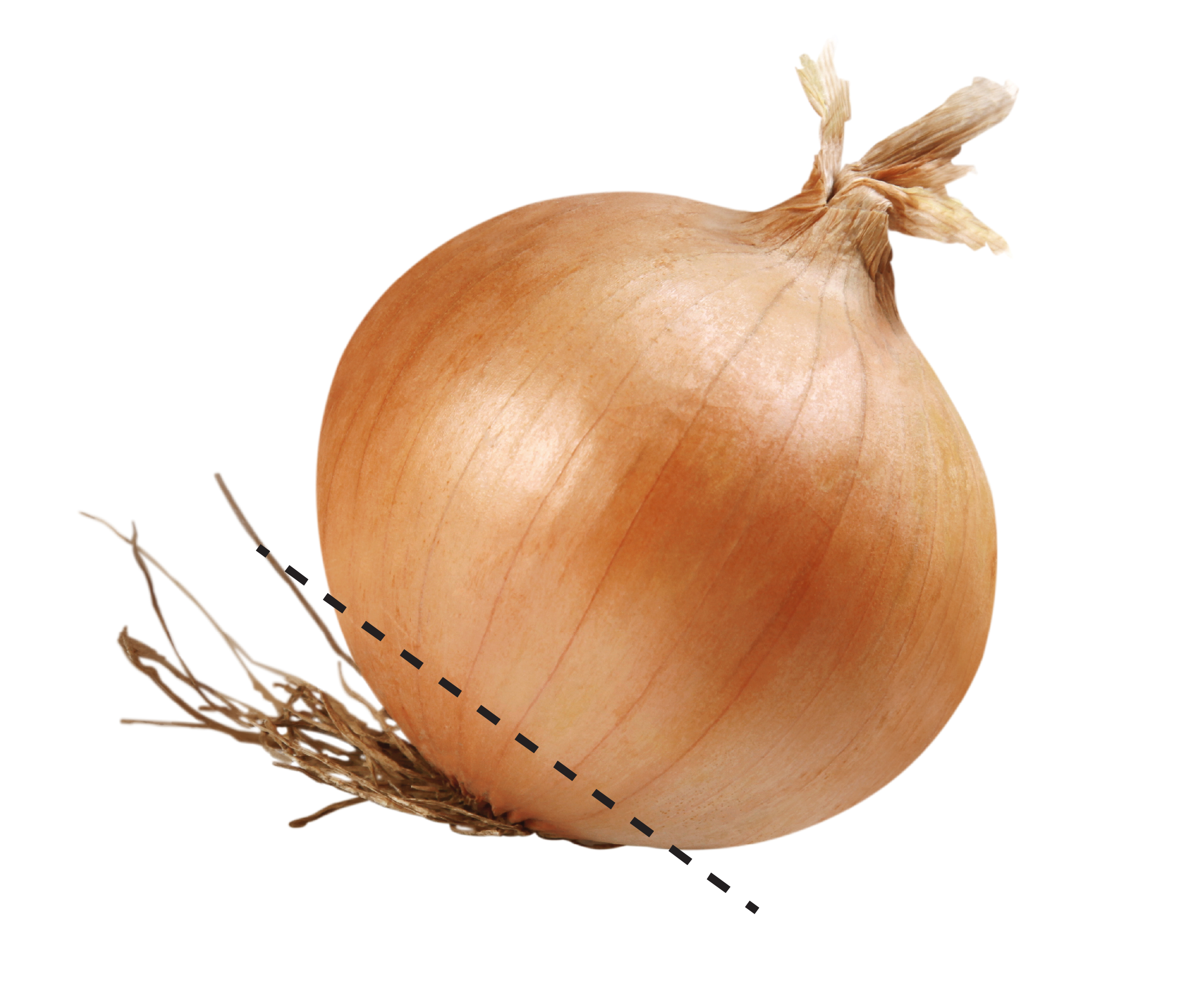 A sweet onion with a black dotted line across the bottom to indicate where to cut the bottom of the onion off at.