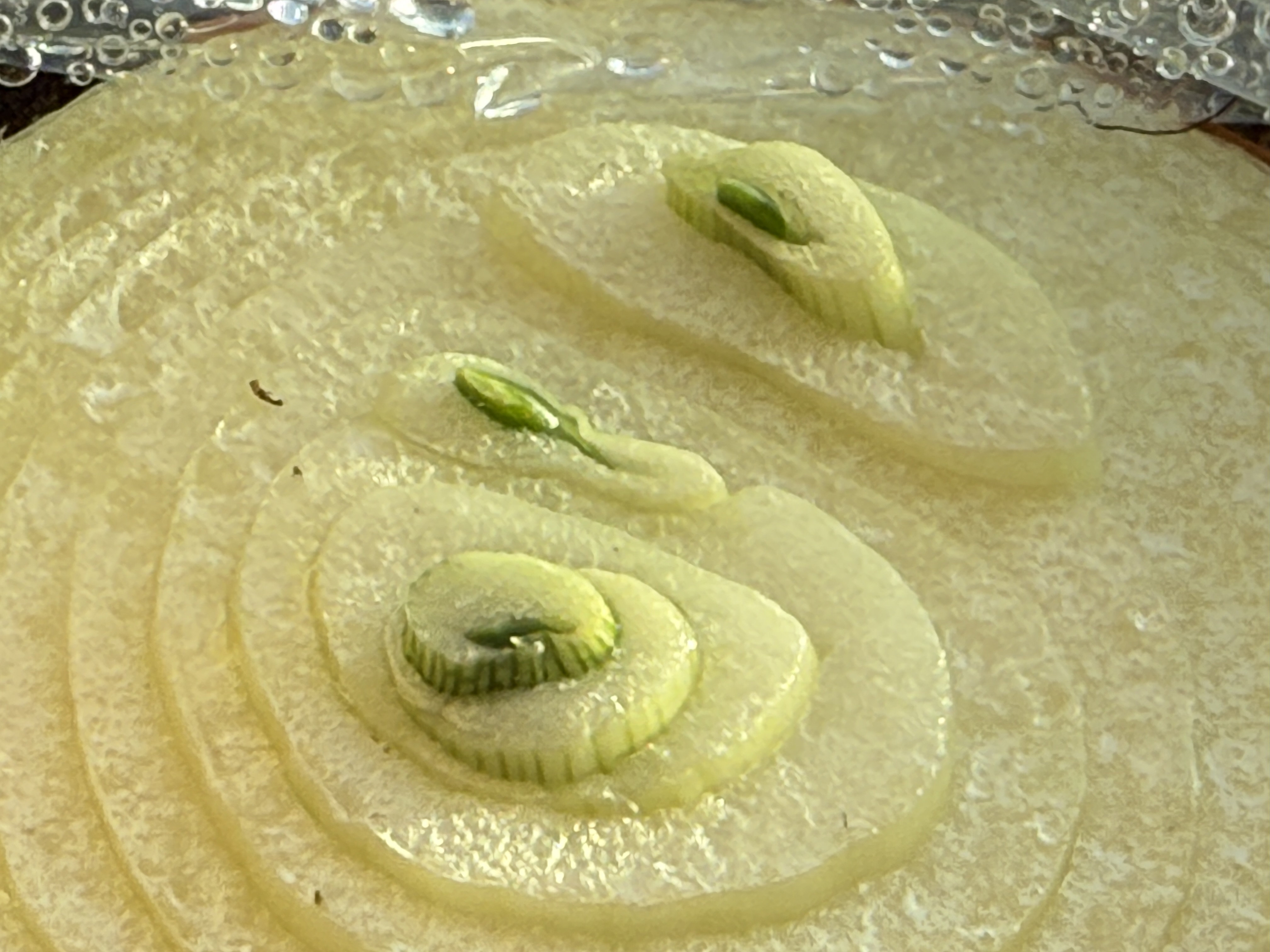 The bottom of an onion that has been re-planted to grow more onions.