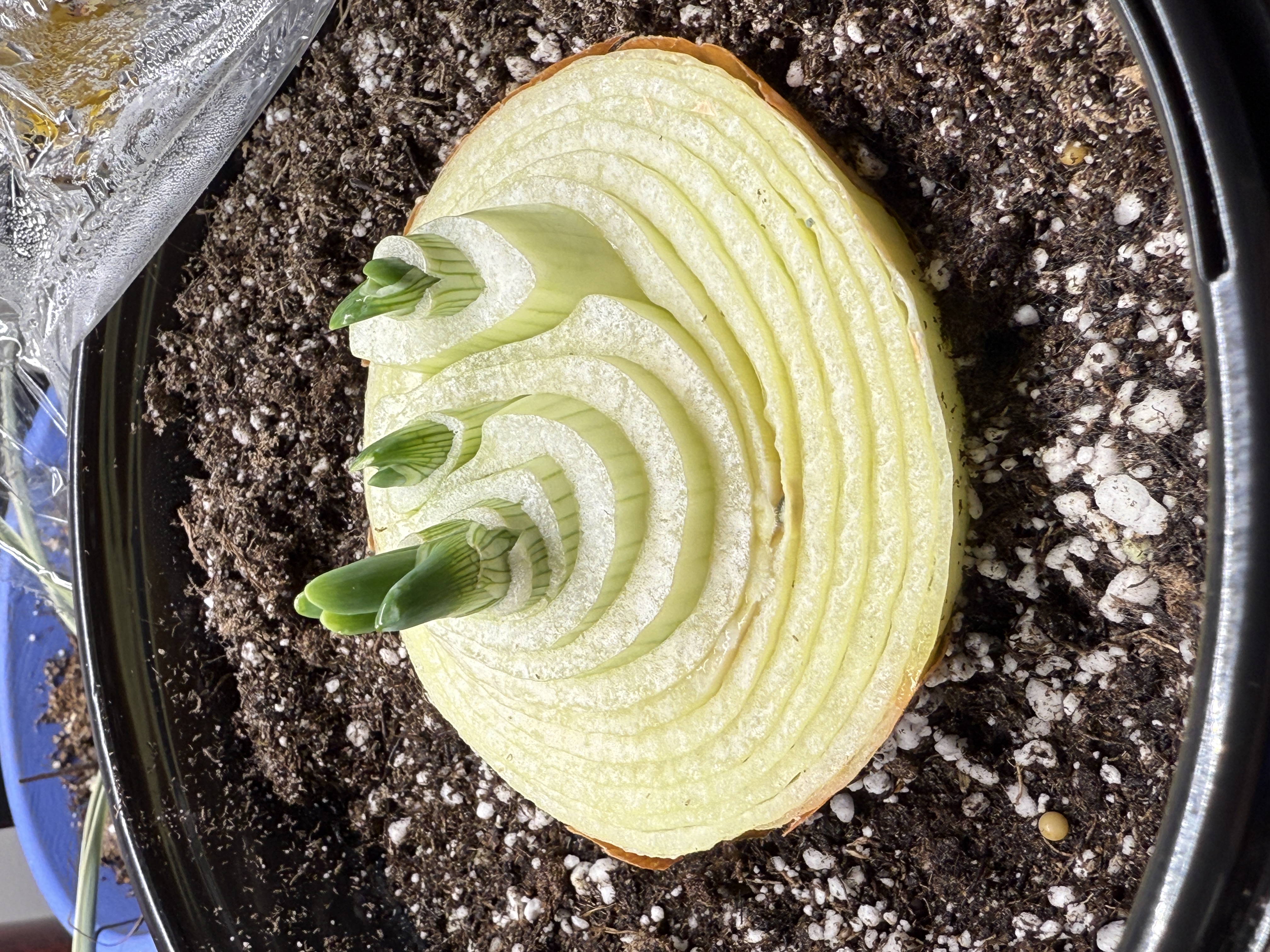 The bottom of an onion in brown soil that has three bulbs of onions that are regrowing after 12 days.