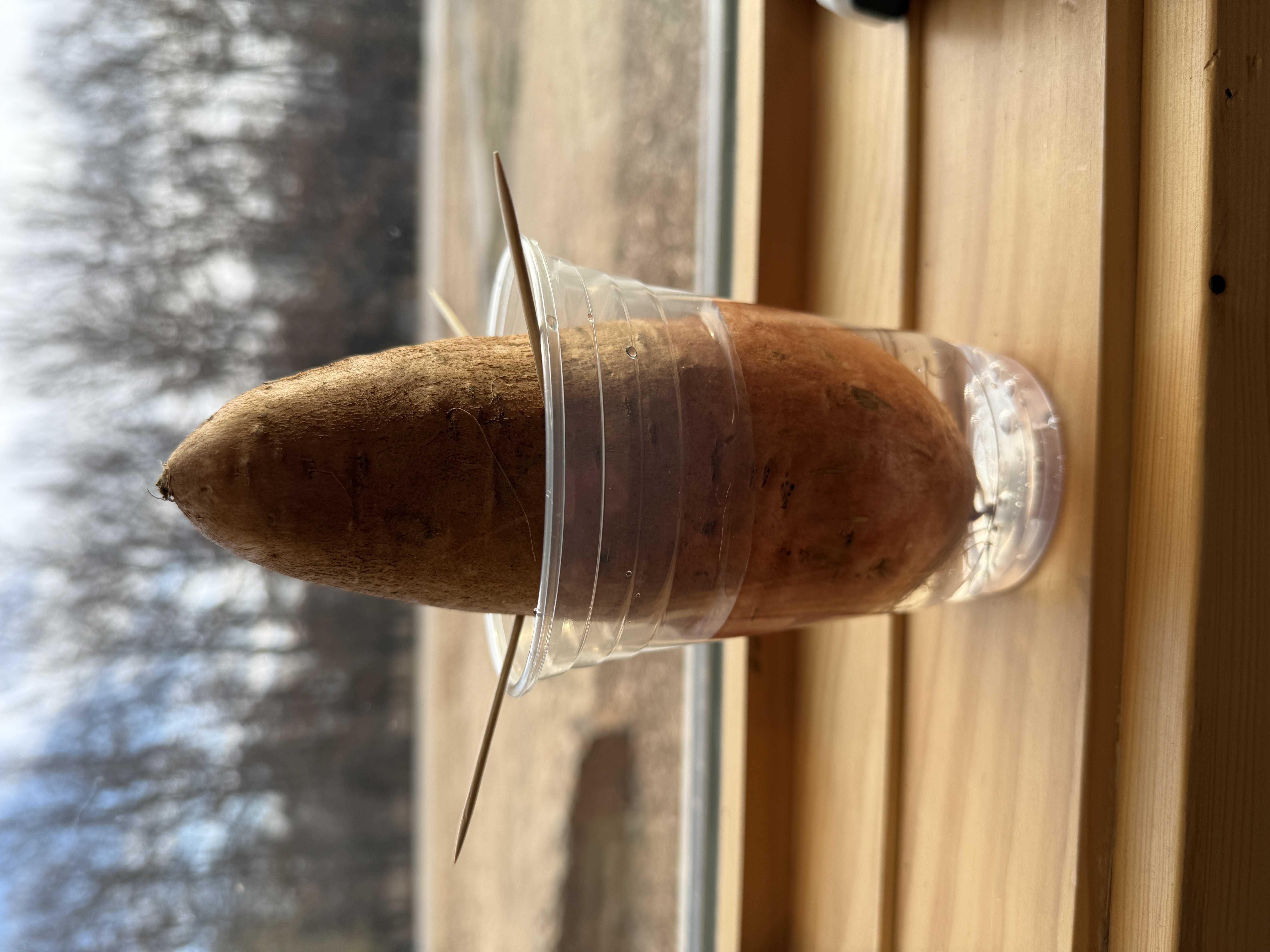 A singular brown sweet potato that is suspended in a clear plastic cup with the roots inside of the cup that is filled with water. The cup is sitting on a window seal.