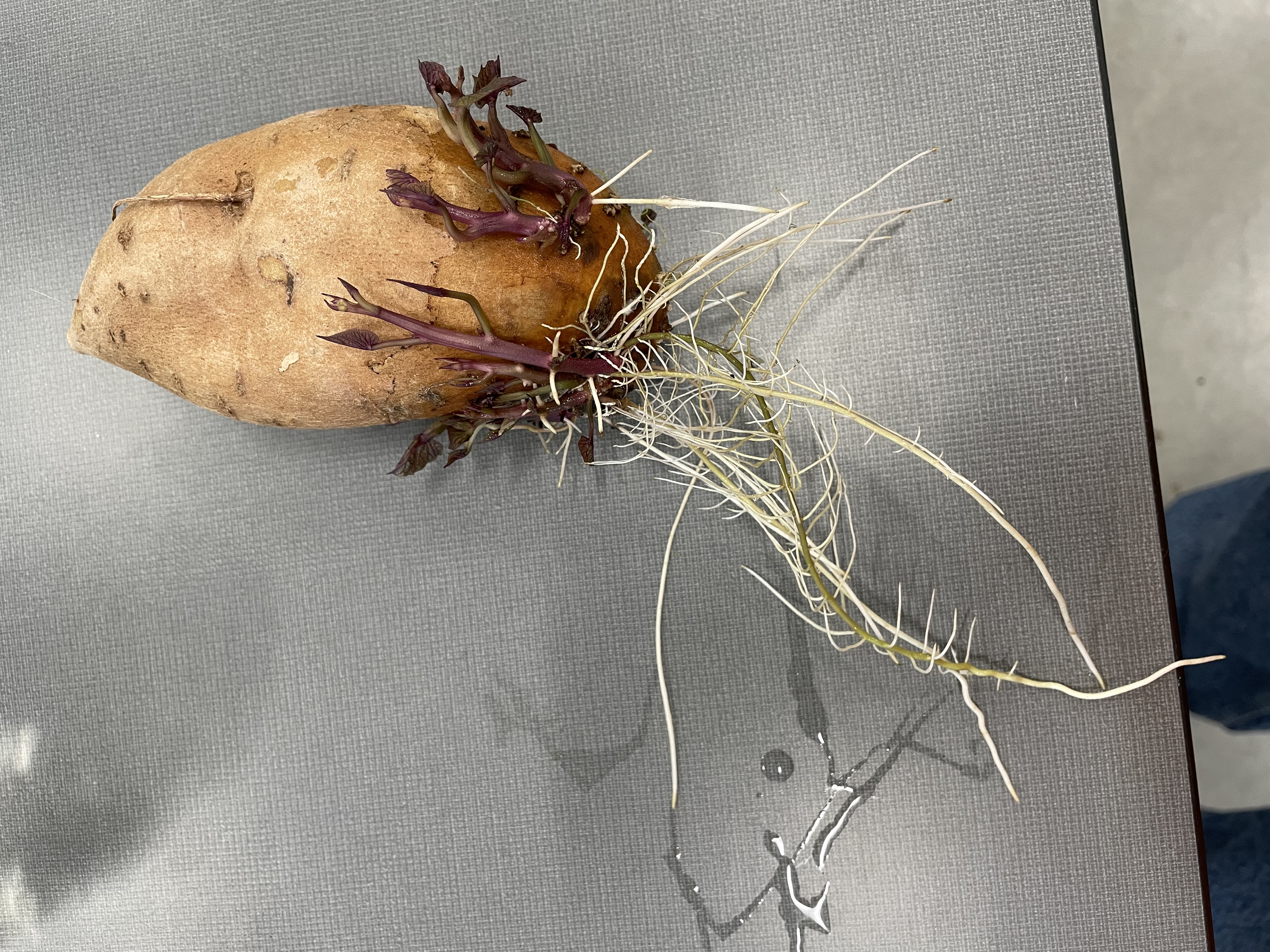 A singular brown sweet potato that still has its long roots hanging from the bottom of it.
