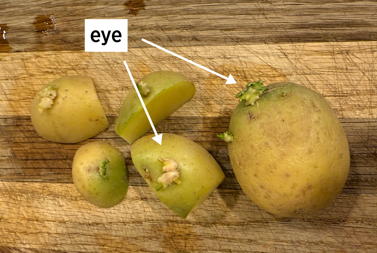 Two potatoes, one cut into four pieces and two white arrows poiting at the top bumpy part of the potatot that says 