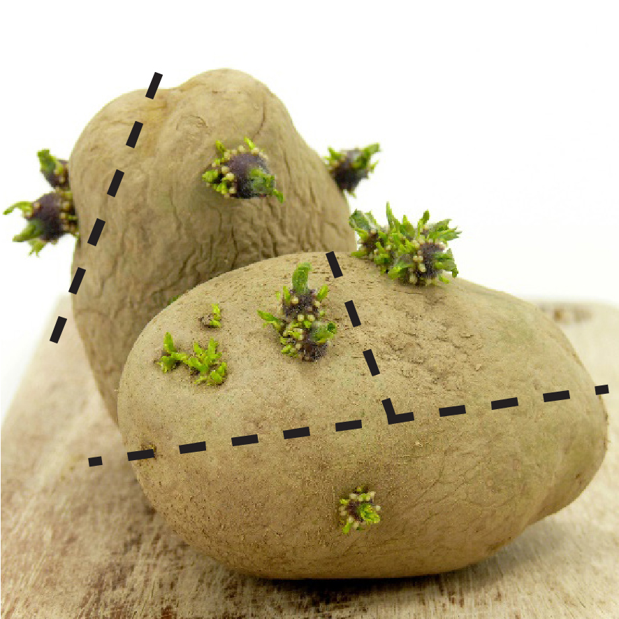 Two potatoes with multiple 