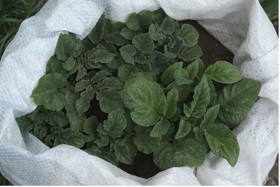 Dark green leaves from potatoes sprouting from a white bag.