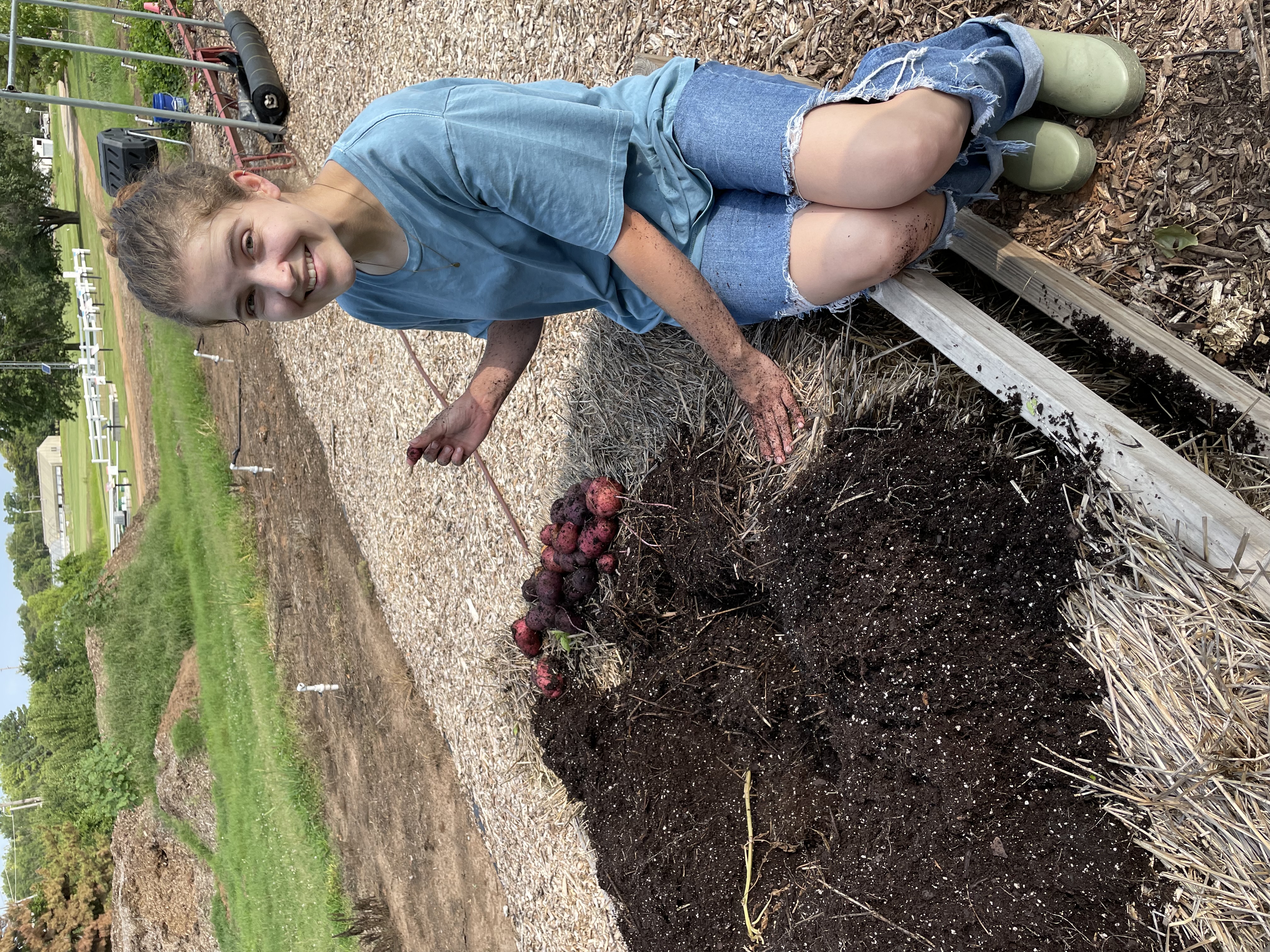 A person sitting next to a bed of soil, digging through the soil to harvest blue potatoes.