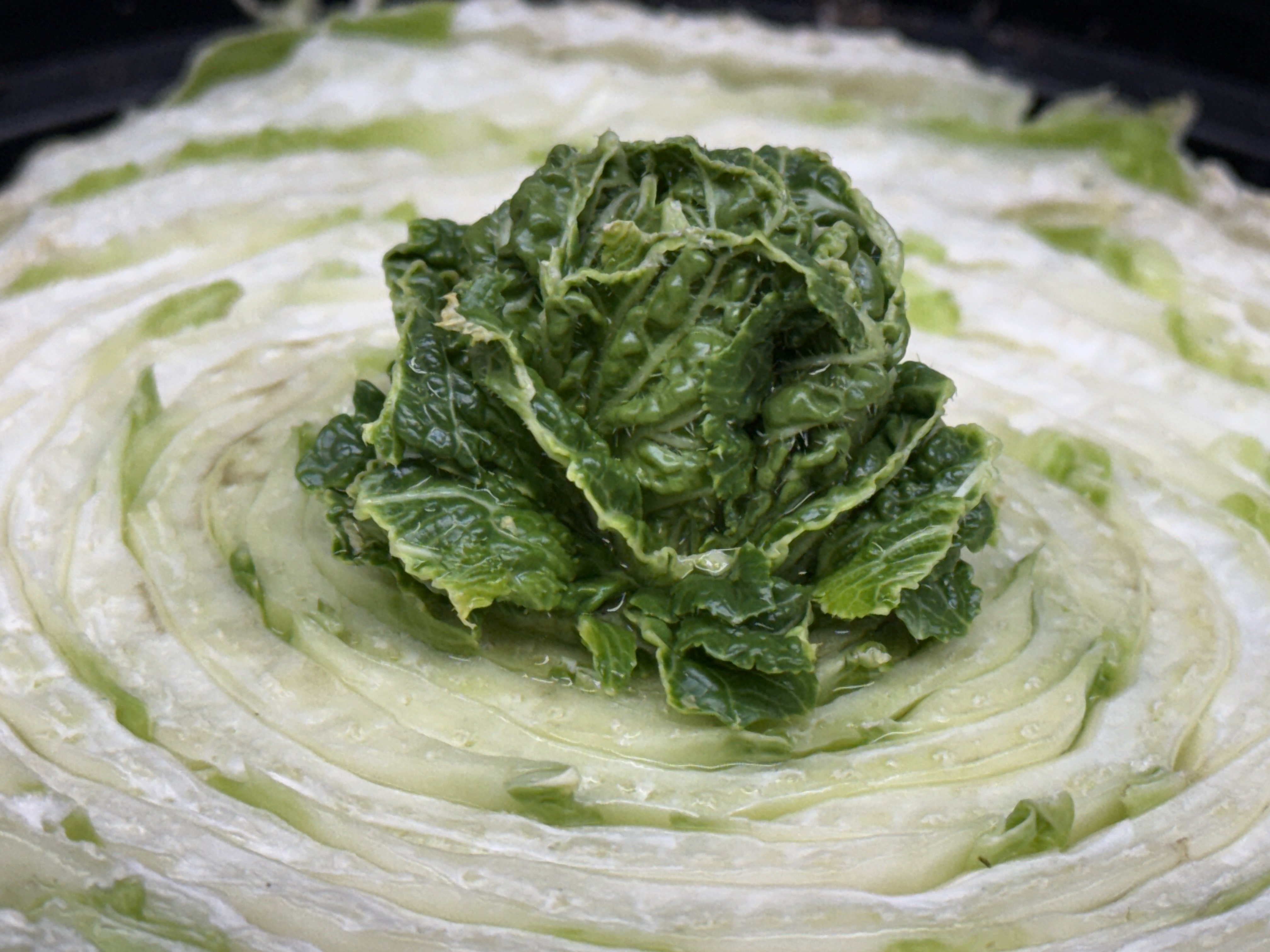 The bottom portion of romaine lettuce as more romaine lettuce regrows from the top of it after five days.