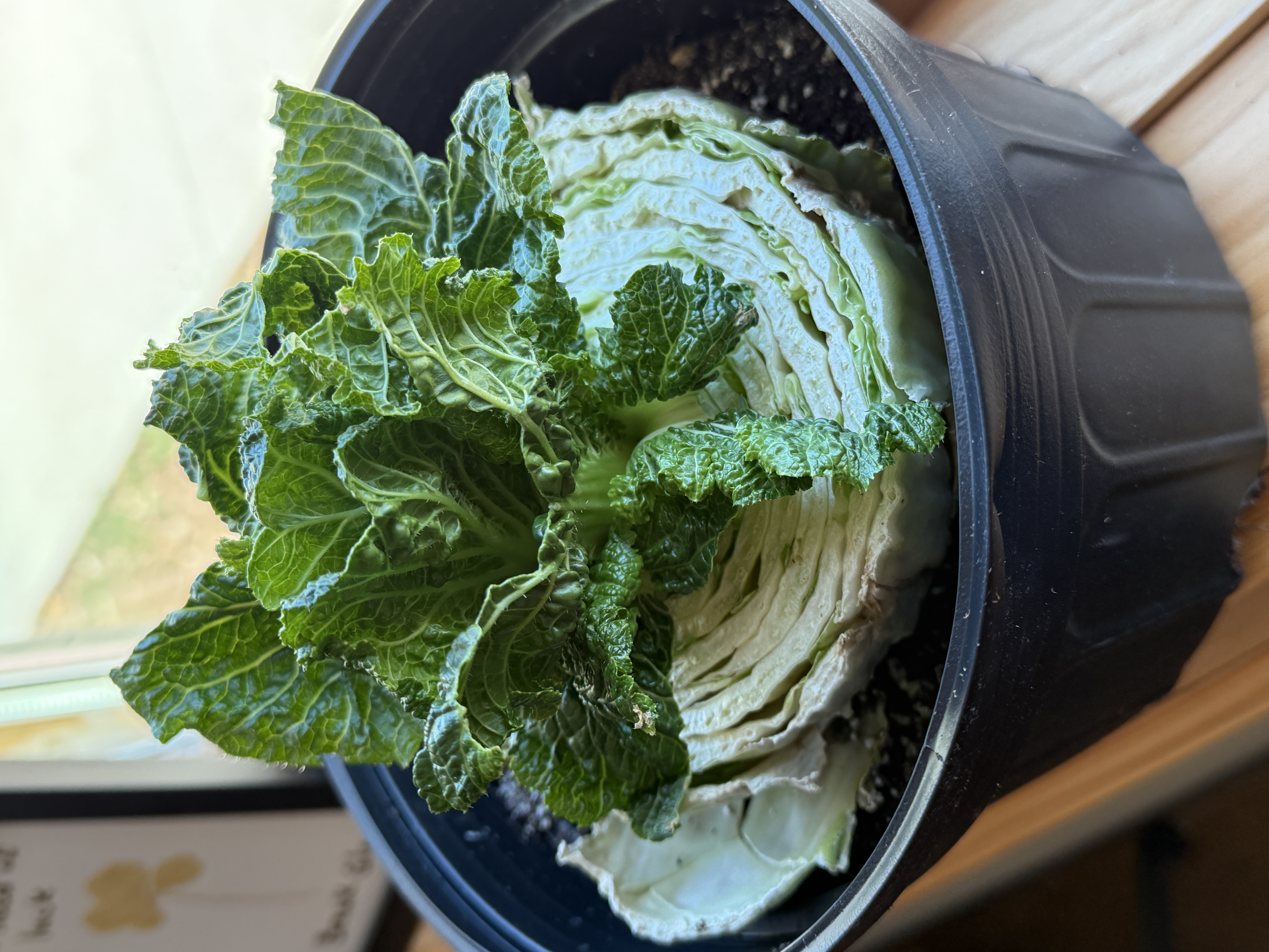 A black pot with brown soil and the cut off half of romaine lettuce potted inside to promote regrowth of new lettuce after 12 days.