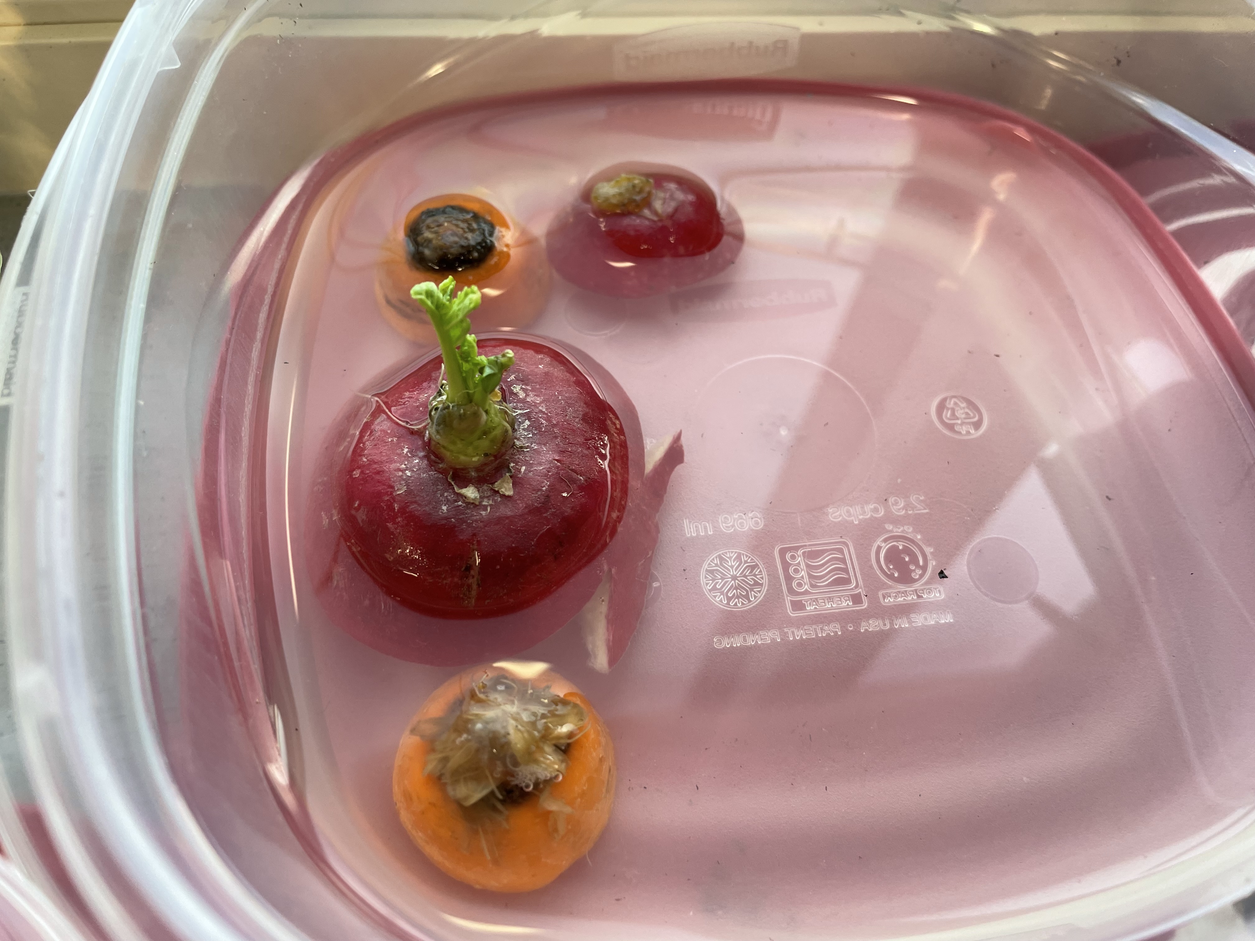 The top part of radish, beets and carrots floating in a plastic Tupperware of water.