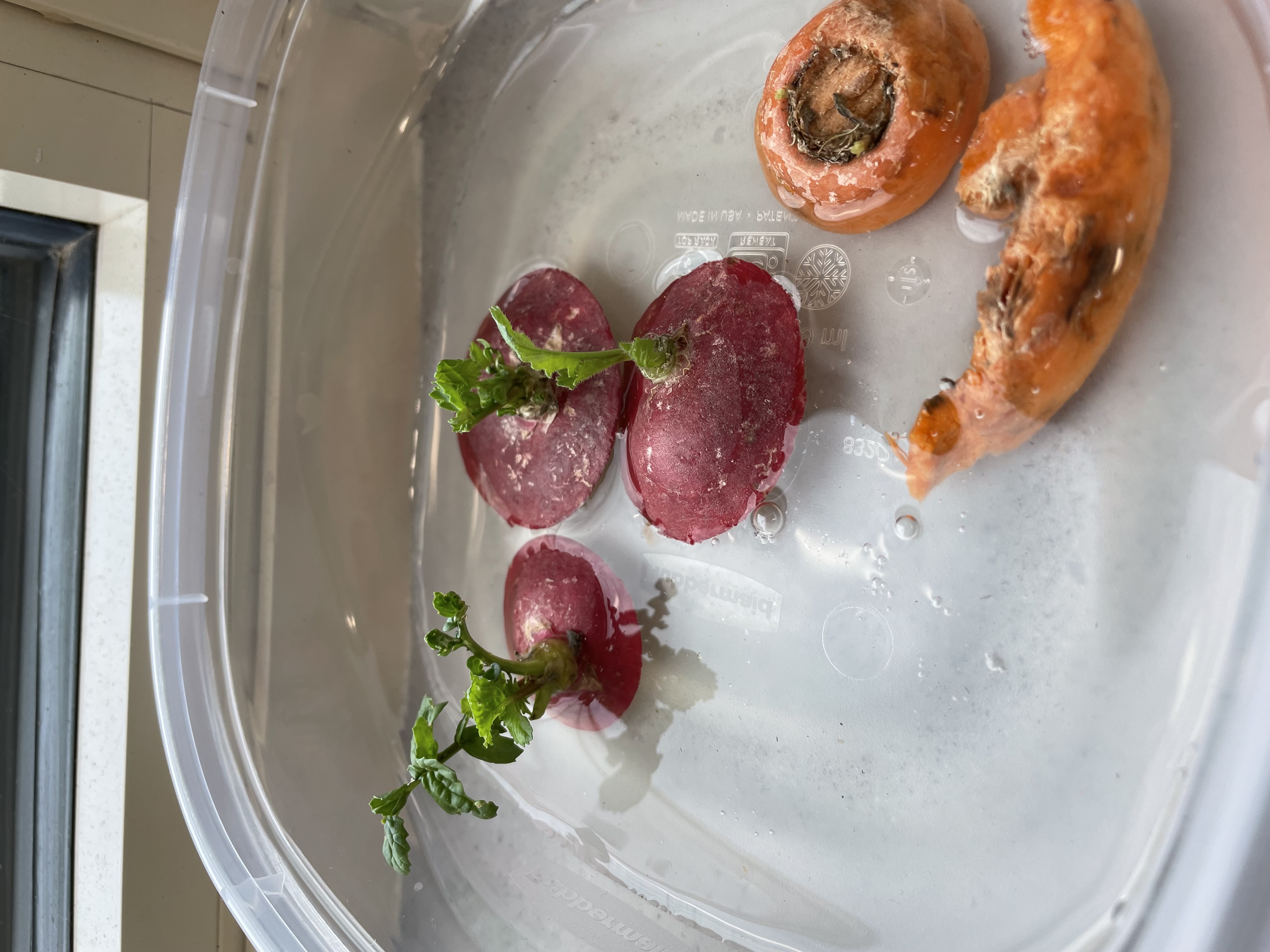The radish tops floating in a tupperware filled with water as new green sprouts begin on day five.
