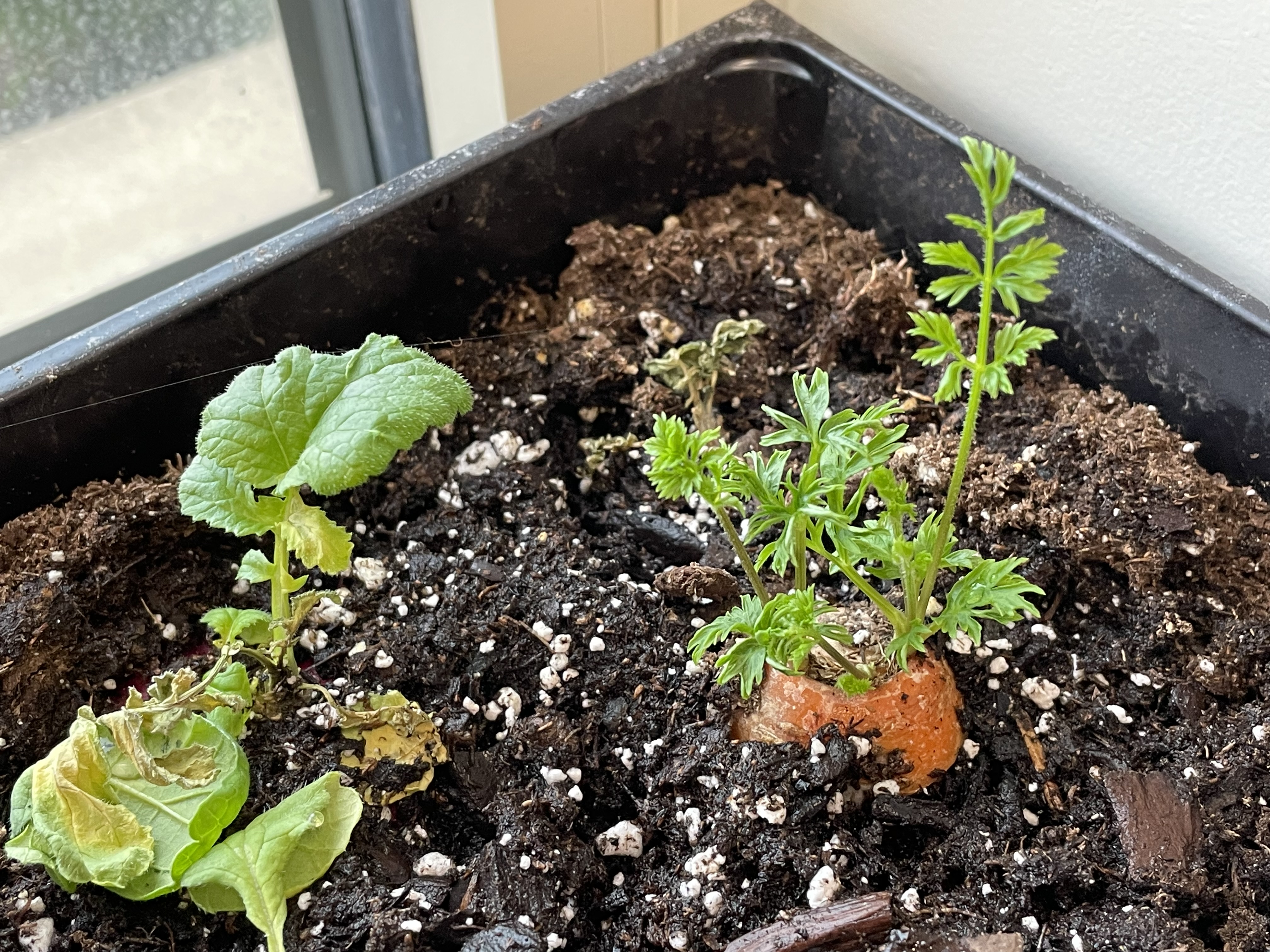 A black container of brown soil with an orange carrot top nestled underneath and regrowth appearing on day 22.